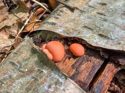 Lycogala epidendrum, commonly known as wolf's milk or groening's slime, is a cosmopolitan species of myxogastrid amoeba which is often mistaken for a fungus.