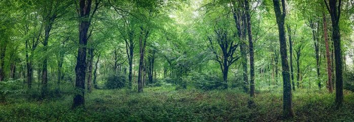 Idless woods in cornwall england uk panorama © pbnash1964