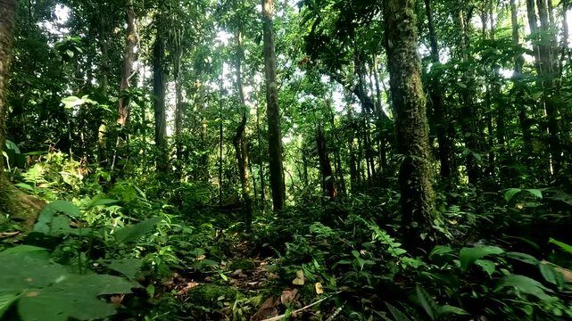 Dense Tropical Rainforest in Ecuador with Tall Trees, Green Understory, Sunlight Patches and Amazon Jungle Biodiversity Nature Background, Tropical Nature Travel Background