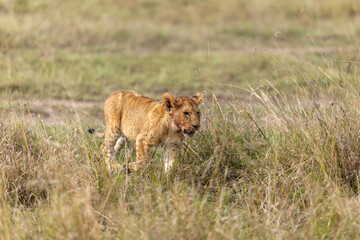 Fototapeta premium Lion cub walks through savannah grass with its mouth open - Masai Mara National Reserve, Kenya, African wildlife safari photography