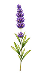 Fototapeta premium PNG Elegant lavender botanical illustration.
