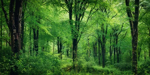 Idless woods in cornwall england uk panorama © pbnash1964