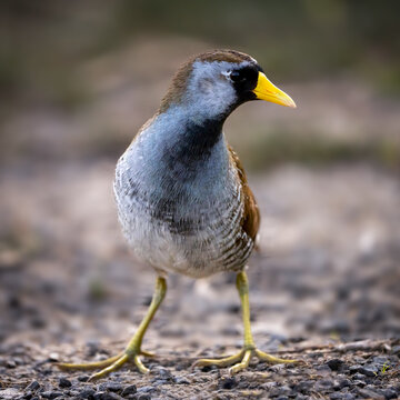 Sora