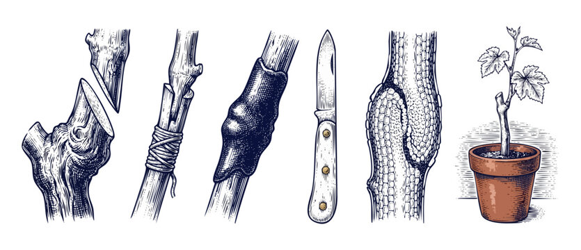 Grafting trees plants instruction diagram showing step by step process of horticultural propagation, cleft graft method with knife, wax seal, healed callus joint, young potted vine. Engraving vector.
