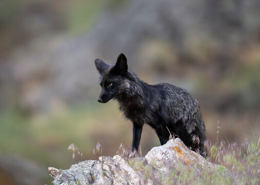 The silver fox, sometimes referred to as the black fox or blue fox, is a melanistic form of the red fox. Silver foxes display a great deal of pelt variation