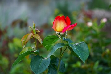 Fototapeta premium Detailed close-up of a colorful multiflora rose bud