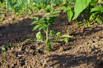Uprawa ogrodu, widoczna sadzonka pomidora i inne rośliny w tle © Adam