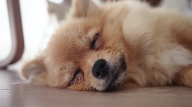 家のリビングで熟睡する可愛いポメラニアンの子犬の様子