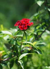 Zbliżenie goździków zakwitniętych na intensywnie czerwono, ukazujących żywe płatki i nasycone naturalne barwy w ogrodzie. Kwiaty są w pełnym rozkwicie i mają głęboki, wyrazisty czerwony kolor. © Adam