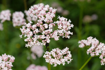 Obraz premium White Valeriana Officinalis, common Valerian in flower.