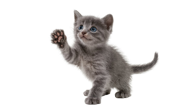 Isolated cute fluffy gray kitten cat standing with one paw raised looking up playful animal