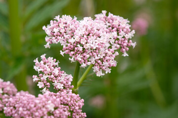 Fototapeta premium White Valeriana Officinalis, common Valerian in flower.