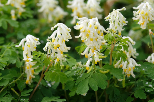 White and yellow Pseudofumaria alba, Pale corydalis in flower.
