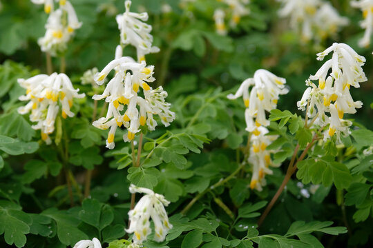 White and yellow Pseudofumaria alba, Pale corydalis in flower.