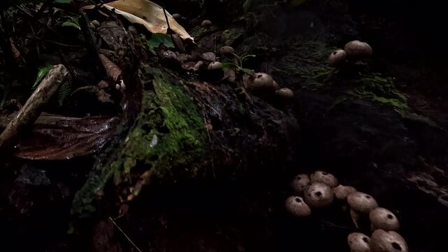 Small Brown Mushrooms Growing on Decaying Log in Ecuador Rainforest, Fungi Cluster, Tropical Forest Floor, Decomposition Ecology and Nature Detail, Stock Nature and Travel Background
