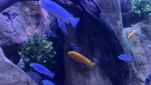 African cichlids Maylandia estherae and Maylandia callainos swimming near driftwood, rocks and aquatic plants in a freshwater aquarium. Malawi mbuna fish, tropical biodiversity, aquarium hobby, underw