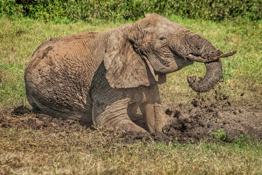 Elephant Taking Mud Bath in Tanzania