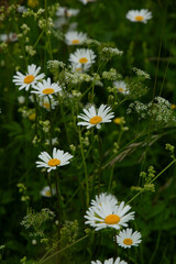 Field of daisies in summer in June a natural wild meadow with blooming flowers in Latvia © Laura Kezbere
