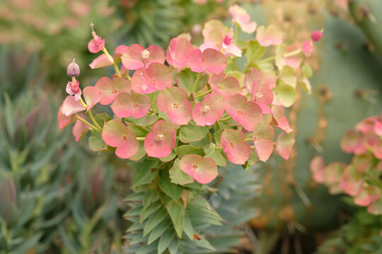 Pink Euphorbia rigida, of gopher plant, in flower.
