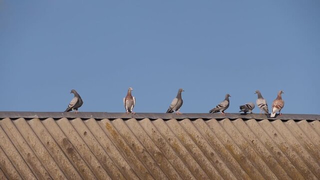 many pigeons on the roof