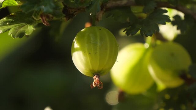 Gooseberries are ripening close by.