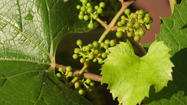 young bunches of grapes on the vine