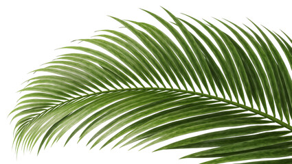 Isolated tropical green palm leaf with natural texture and vibrant details, close-up botanical view © Conor