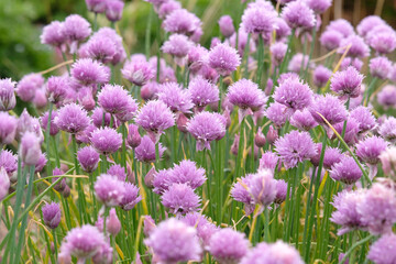 Obraz premium Pink Allium schoenoprasum, or chives, in flower.