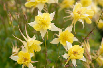 Fototapeta premium Aquilegia chrysantha ‘Yellow Queen’, golden columbine or granny’s bonnet, in flower.