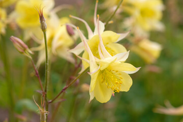 Fototapeta premium Aquilegia chrysantha ‘Yellow Queen’, golden columbine or granny’s bonnet, in flower.