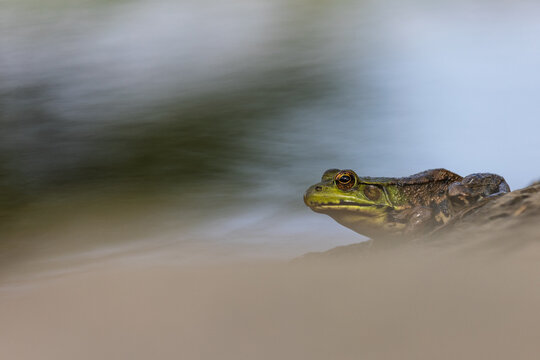 Frog on pond bank