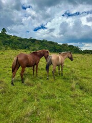 Obraz premium horses in the field