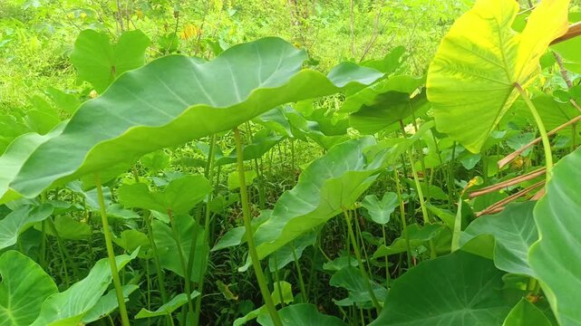 Lush green taro plants growing wildly in the tropical garden

