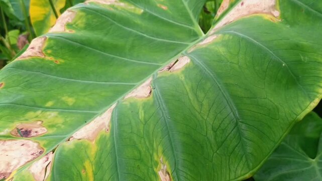 Damaged taro leaf with yellow spots and plant disease signs
