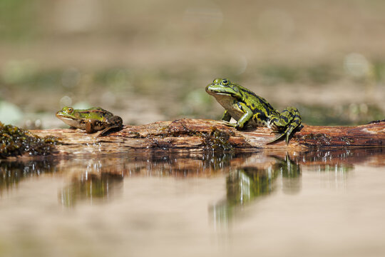 Green frog in the water in its natural environment looking for food