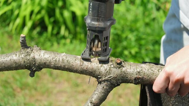 Cutting a branch with a jigsaw