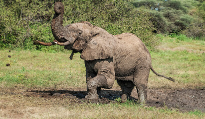 Fototapeta premium African Elephant Standing in Mud Hole