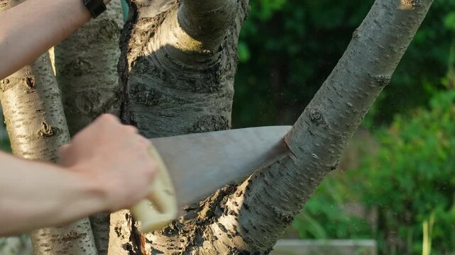 Sawing a branch on a tree with a handsaw