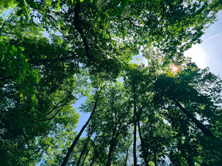 Fototapeta premium Low angle view of lush green trees looking up to the blue sky in summer forest. 