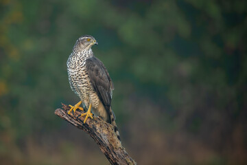 Fototapeta premium Northern Goshawk Perched on Tree Branch