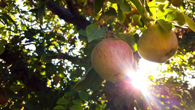 Sunlight Filtering Through Orchard Tree with Ripening Yellow and Red Apples at Golden Hour