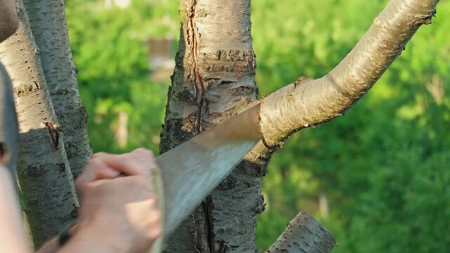 A man cutting a tree branch with a handsaw, close-up