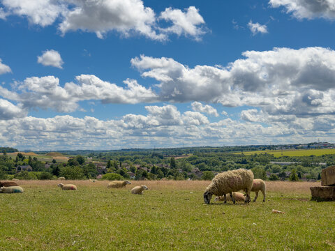 Flock of sheep in a green pasture and sky background 