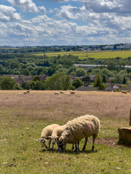 sheep and lambs in a green pasture 