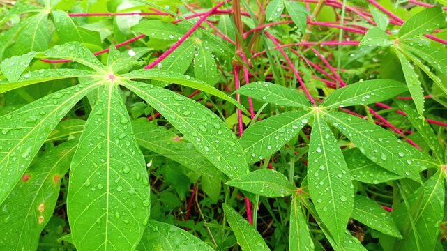 Close up of fresh green cassava leaves with raindrops after rain
