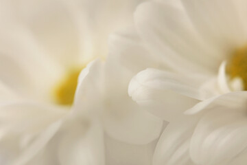 Obraz premium Smoke close-up selective soft focus cream white, beige Chamomile, chrysanthemum, aster Flower Petals. Natural art blur neutral background.