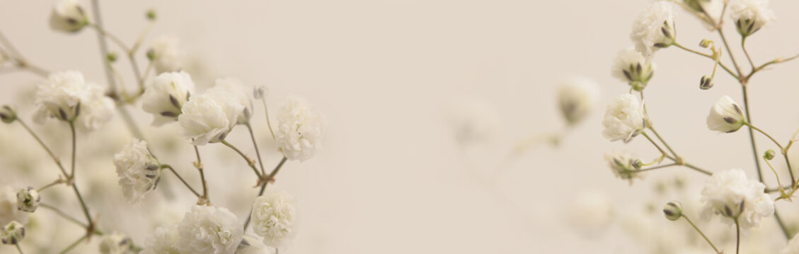 Smoke selective soft focus cream beige white Gypsophila Flower. Natural blur light horizontal background.