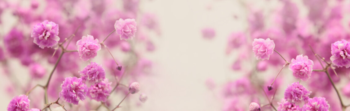 Smoke selective soft focus lilac, pink Gypsophila Flower. Natural blur light beige horizontal background.