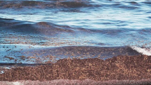 sargassum seaweed on Florida beach