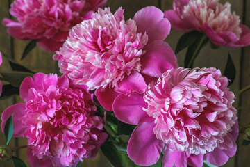 Fototapeta premium Close-up of pink peonies in bouquet against dark wooden background, floral beauty, romantic decor and summer cottage mood.